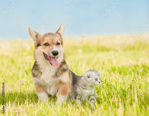 Fototapeta Naklejka Na Ścianę i Meble -  Pembroke Welsh Corgi puppy sitting with tabby kitten on a summer grass and looking away. Space for text