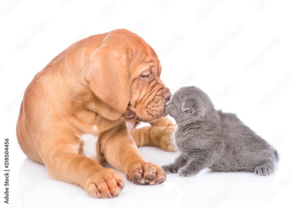 Bordeaux puppy dog kisses kitten. isolated on white background