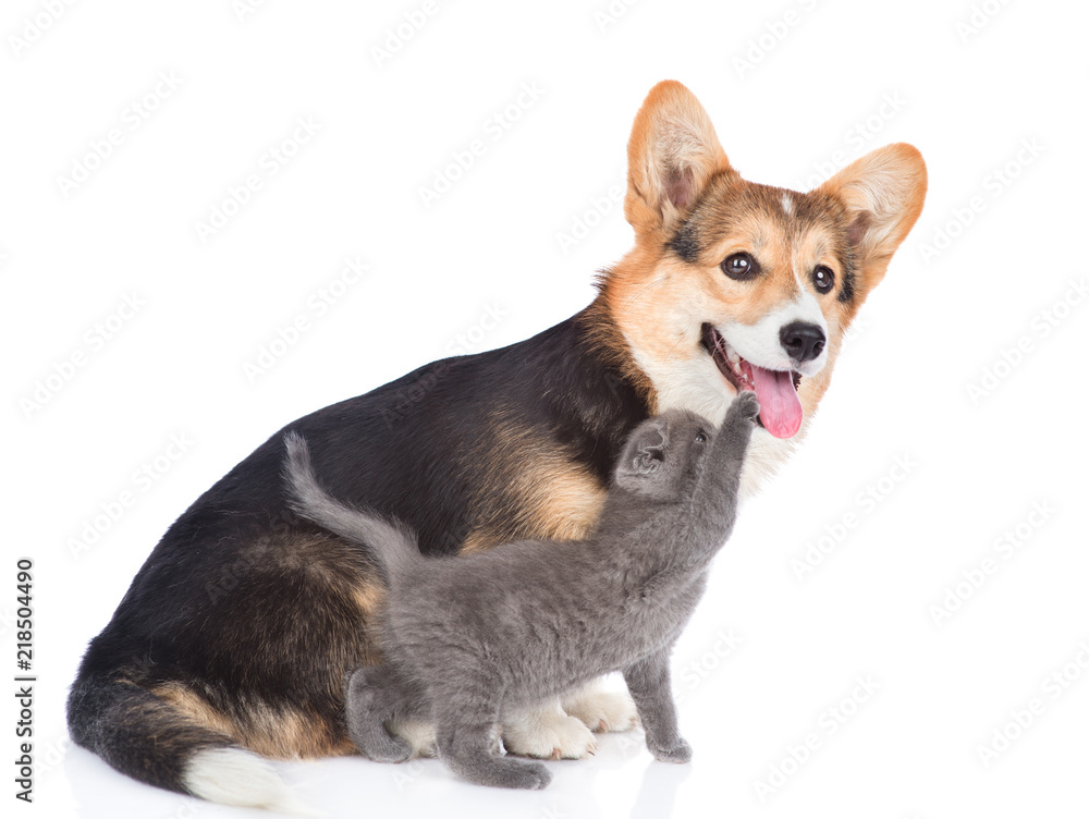 playful kitten with puppy. isolated on white background playful kitten with puppy. isolated on white background