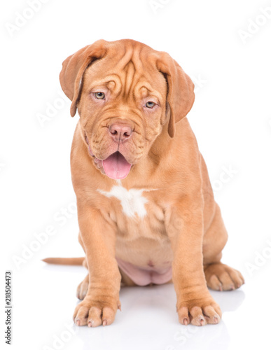 Portrait of a Bordeaux puppy sitting in front view. isolated on white background