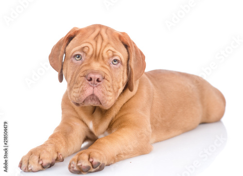 Bordeaux puppy dog lying and looking at  camera. isolated on white background