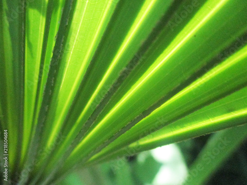 leaves  foliage and green nature 