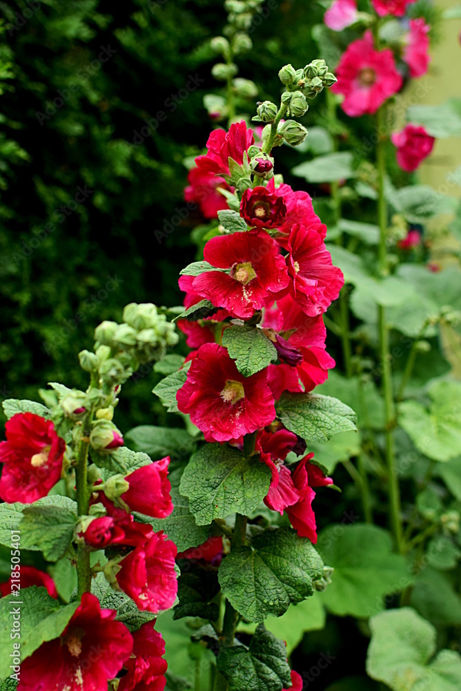Obraz premium red hollyhock (mallow) growing in the garden malwa