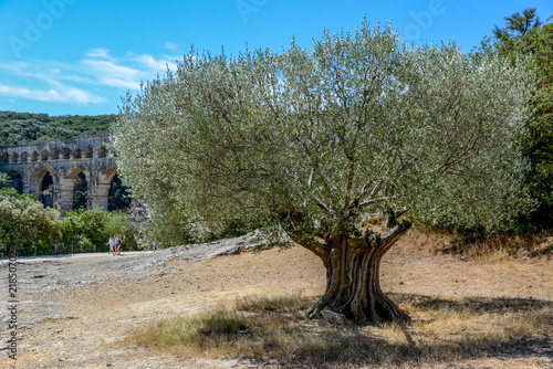 olivier pont du gard