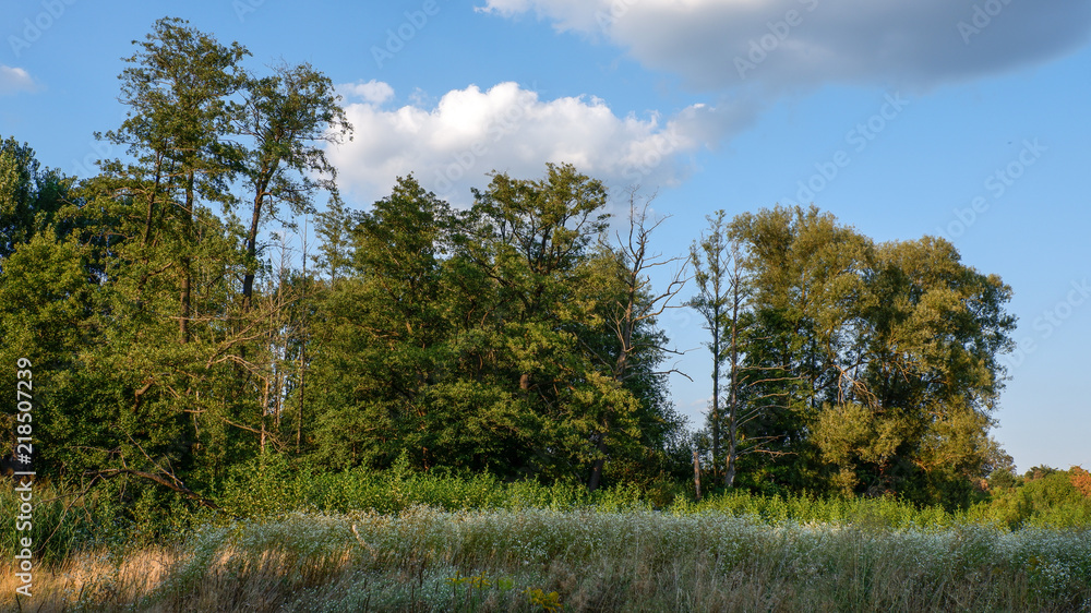 Baumgruppe auf einer Wiese Baumgruppe auf einer Wiese