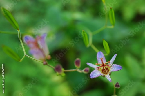 ホトトギスの花