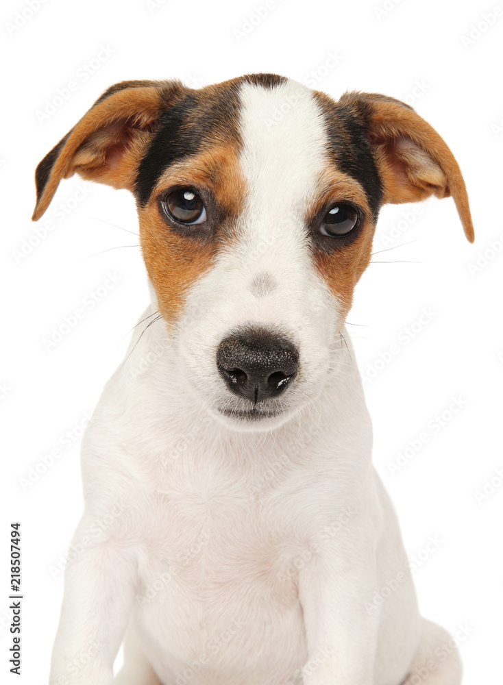 Jack Russell terrier puppy on white background