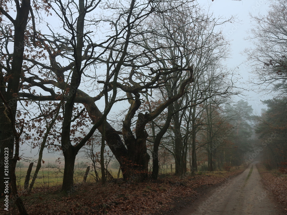 Feldweg | Bäume im Herbst im Nebel | Allee Feldweg | Bäume im Herbst im Nebel | Allee