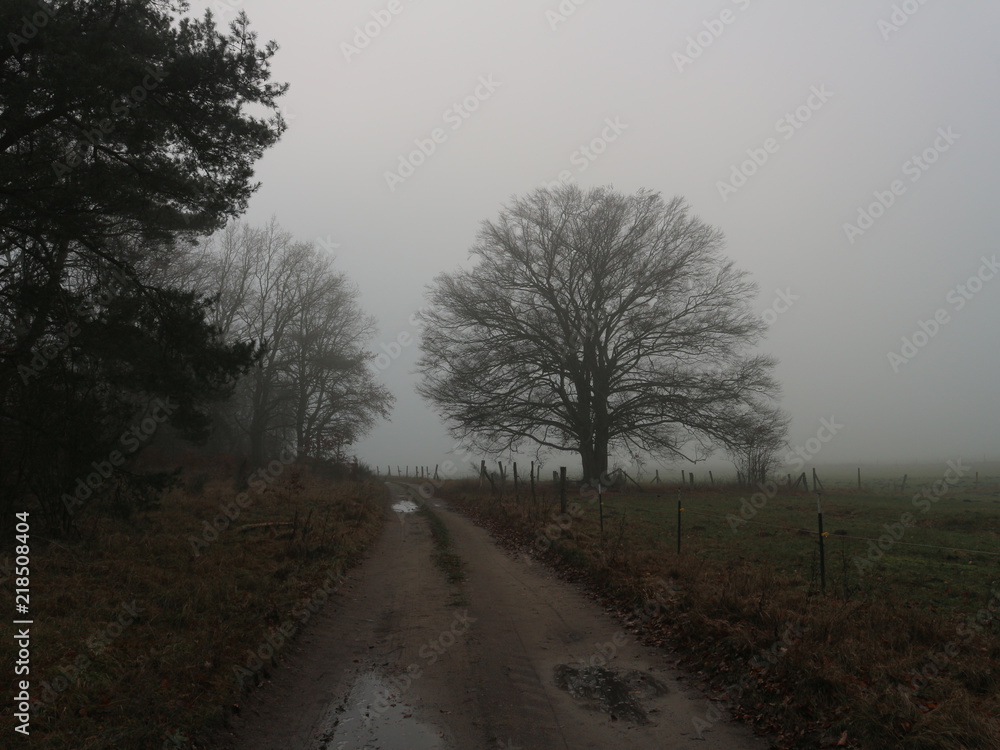 Alte Eiche | Baum im Nebel im Winter | Feldweg