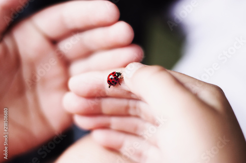 Closeup of red ladybug in child's hand