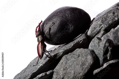 Tableau sur toile Stug beetle pushing heavy stone boulder up on hill