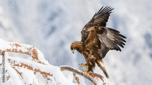 Bild auf Leinwand Golden eagle in tree, Telemark, Norway