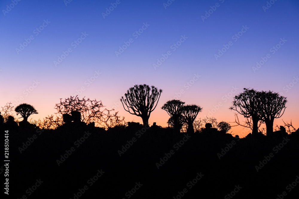 quiver tree namibia sunrise