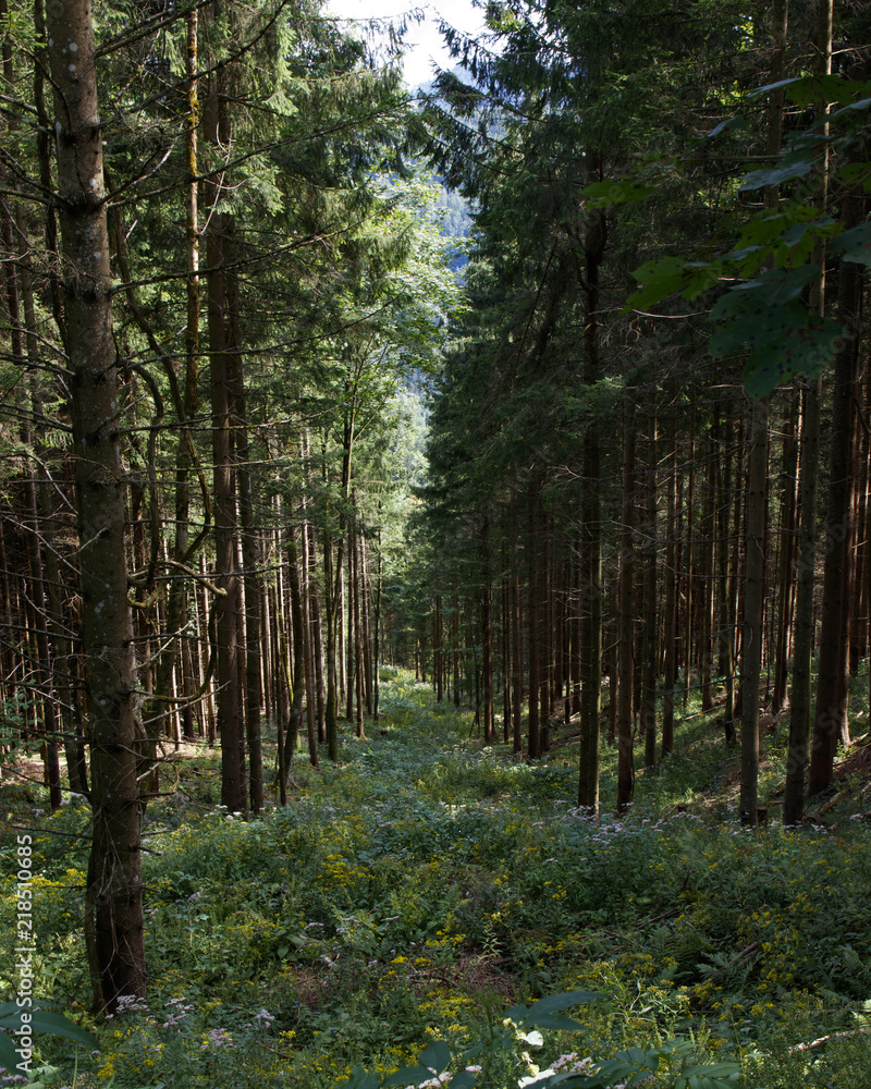 Fototapeta premium straight opening in the woods, trees standing on the side