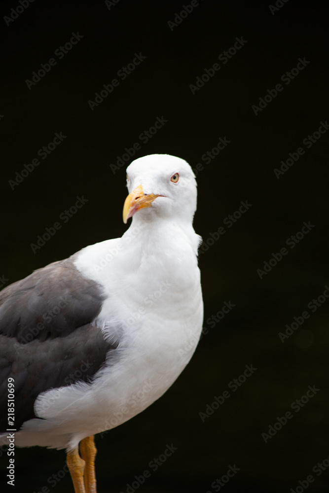 Portrait of a seagull standing proud against a black background in St. James's Park, London, England. Portrait of a seagull standing proud against a black background in St. James's Park, London, England.