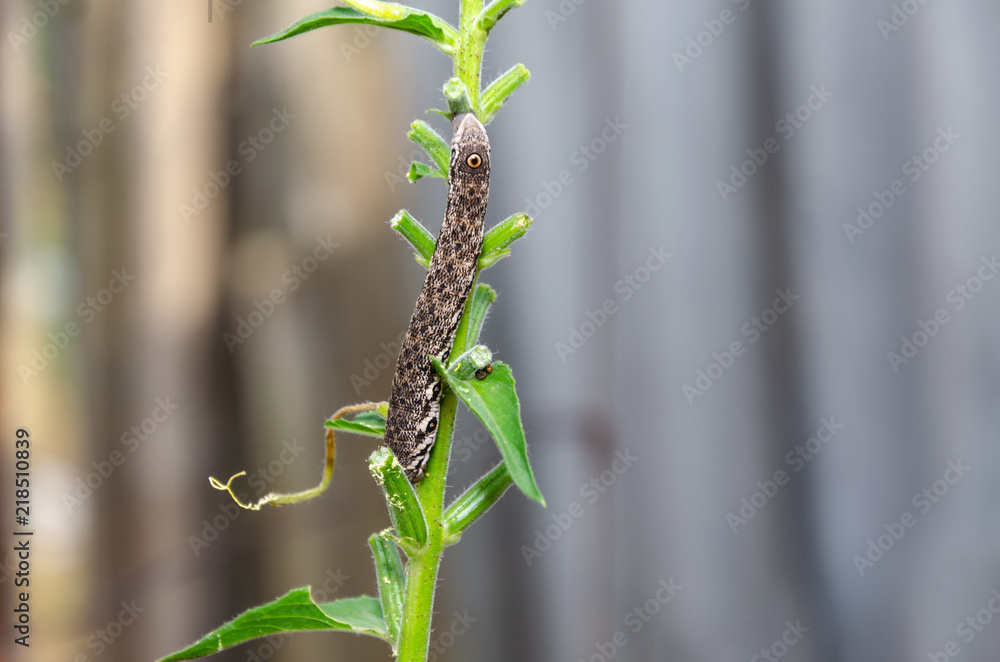 Fototapeta premium Photo of a caterpillar on a green plant