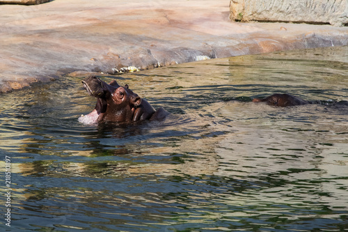The common hippopotamus in the water. 