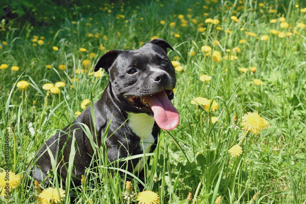 Staffordshire bull terrier sitting in blooming meadow
