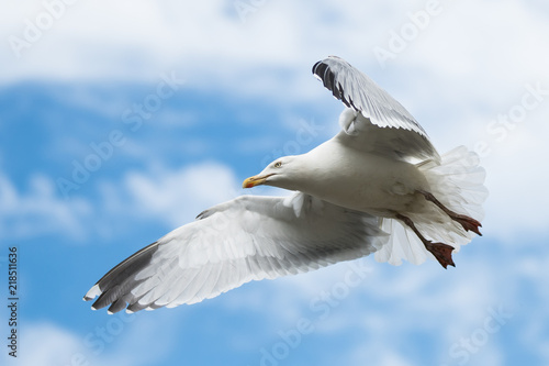 Herring Gull  Sea  Gull  Larus argentatus