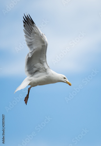 Herring Gull  Sea  Gull  Larus argentatus