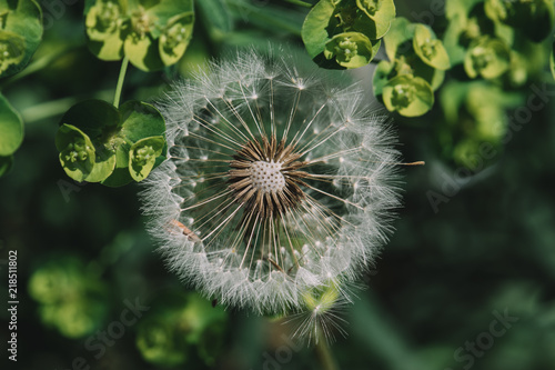 Dandelion in the garden