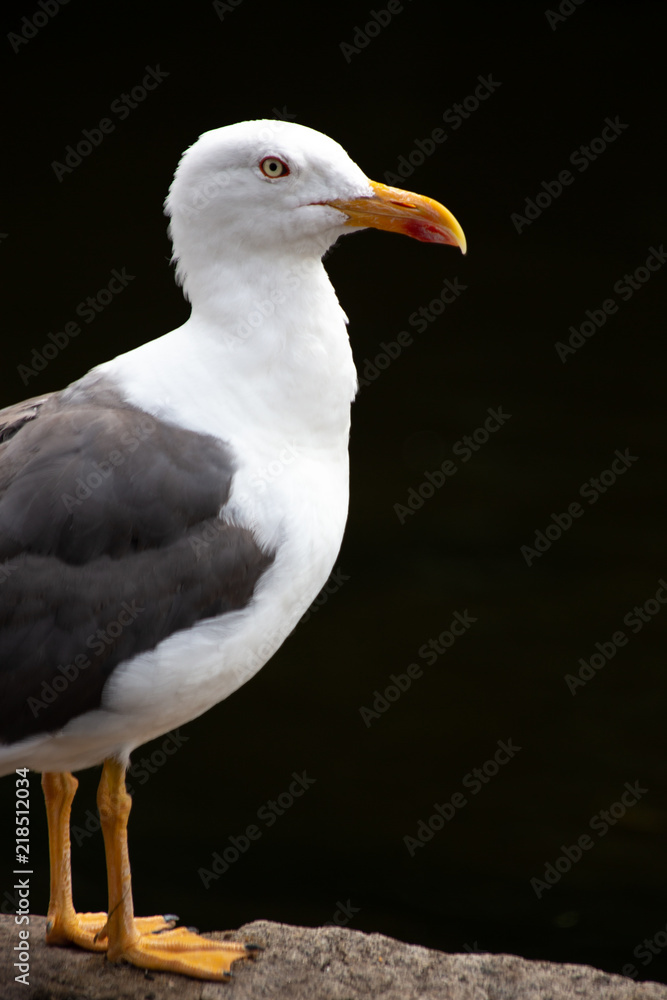 Portrait of a seagull standing proud against a black background in St. James's Park, London, England. Portrait of a seagull standing proud against a black background in St. James's Park, London, England.