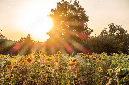 Fototapeta Naklejka Na Ścianę i Meble -  Sonnenbluzmen bei Sonnenuntergang