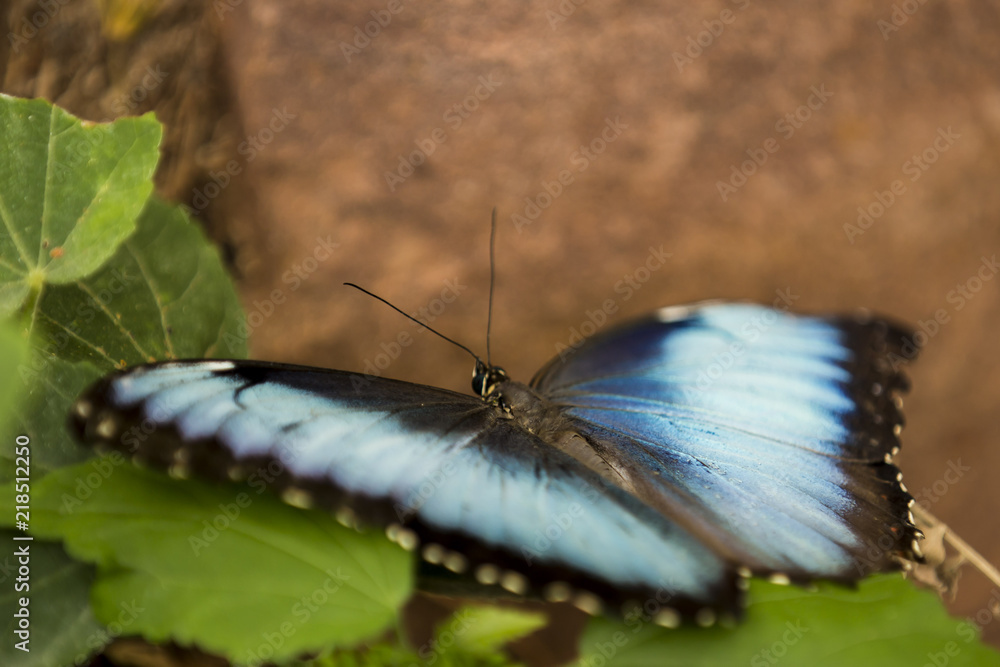 Obraz premium Butterfly