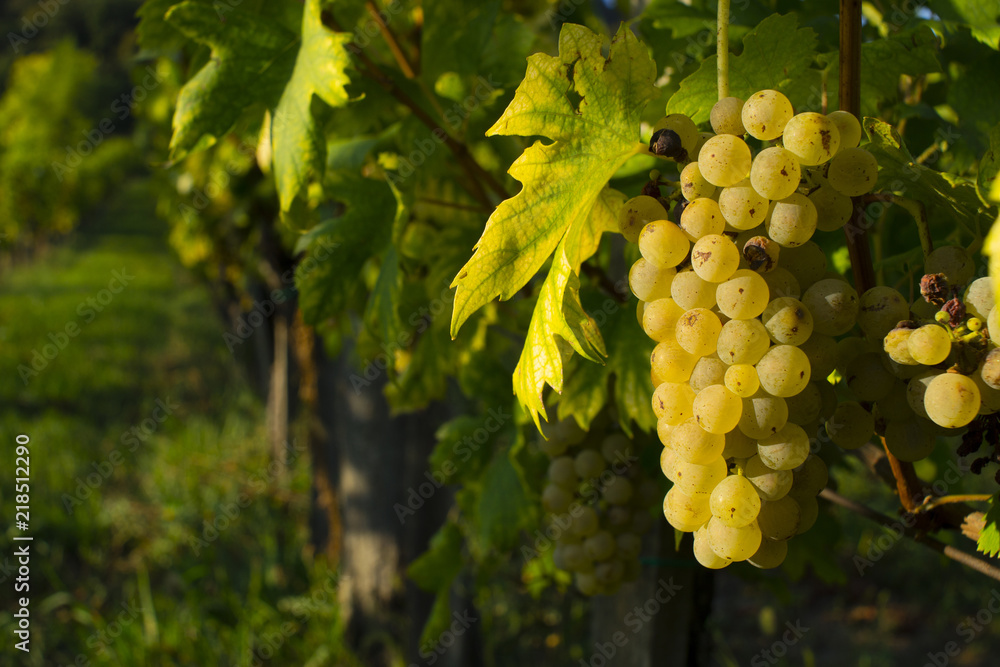 Fototapeta premium wine grapes at wineyard, september