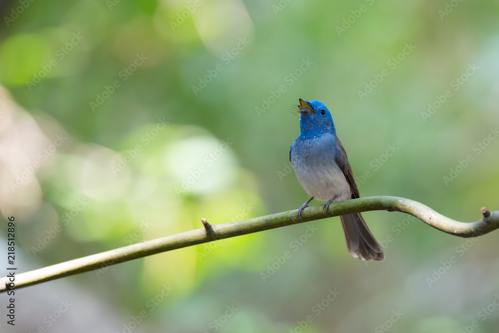 Bird in blue color opening mouth wide,female..Black naped monarch bird perching on branch with wet plumage and calling in deep rainforest of Thailand,front view.