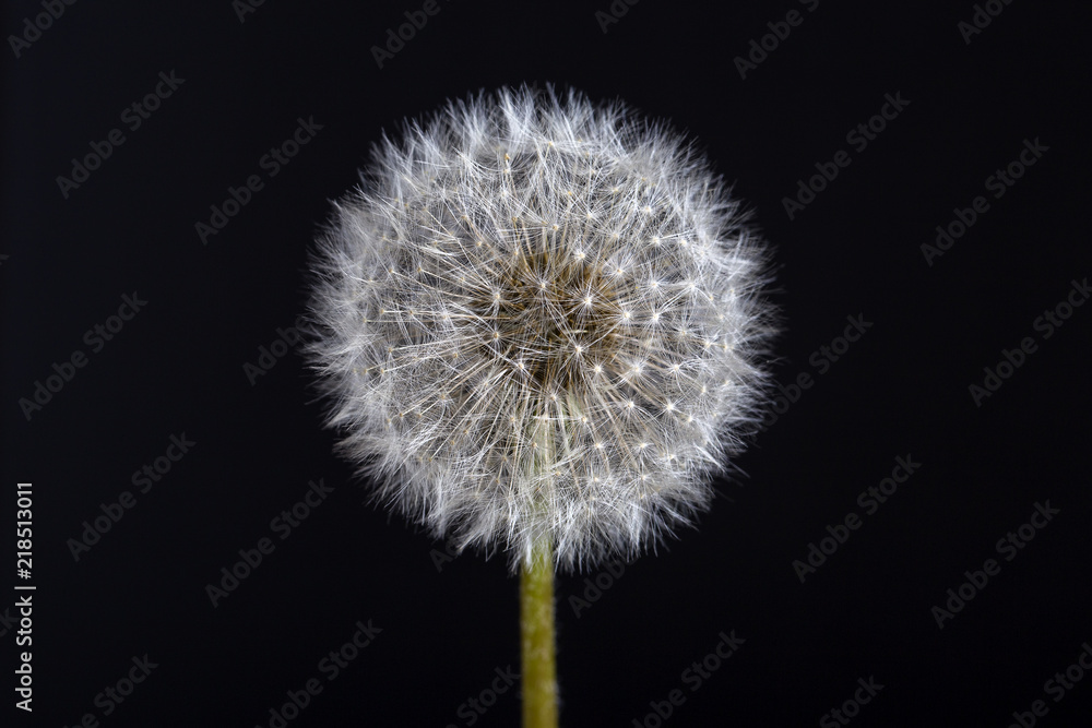 One dandelion. Dandelion fluff. Dandelion tranquil abstract closeup in black background One dandelion. Dandelion fluff. Dandelion tranquil abstract closeup in black background