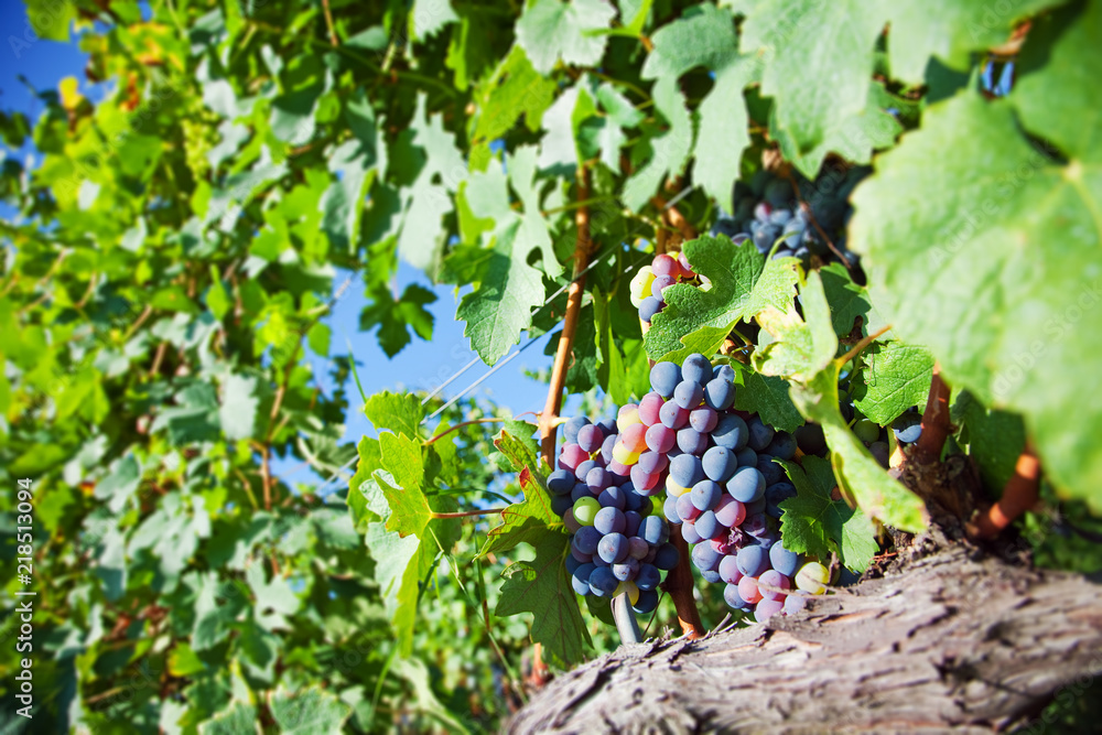 Blue grapes on vine in organic vineyards. Piedmont, Italy