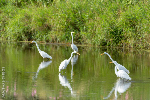 EGRETS