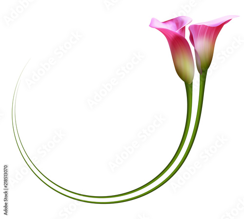 Realistic pink calla lily frame, circle. The symbol of Enchanting beauty.