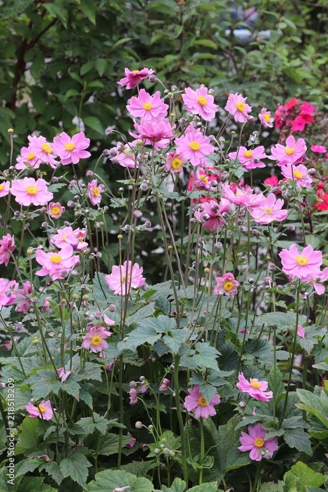 Fototapeta premium Japan-Anemone in Pink