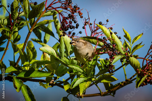 House sparrow eating aronia berries