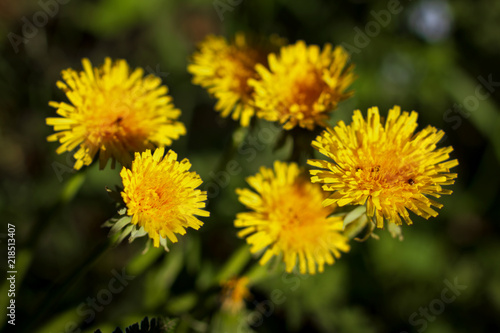 Dandelions in summer