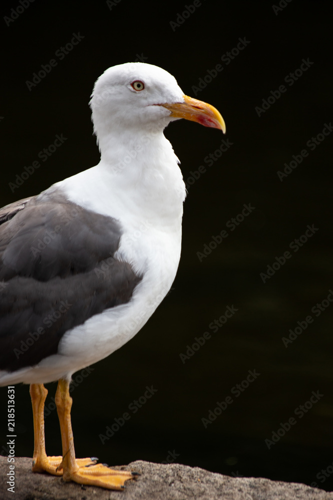 Portrait of a seagull standing proud against a black background in St. James's Park, London, England. Portrait of a seagull standing proud against a black background in St. James's Park, London, England.