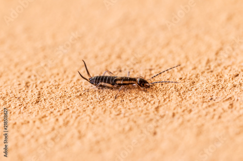 Tiny earwig on rough surface