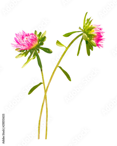 autumn aster flower isolated on white background.