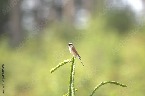 wunderschöner Neuntöter im Augsburger Land