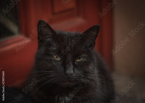 Black cat is watching © Peter Kalmar