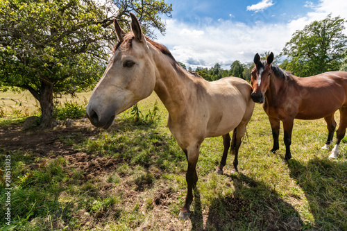 Curious horses on summer day © Per Grunditz