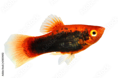 Red variatus Platy platy male Xiphophorus maculatus tropical aquarium fish  photo