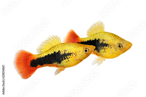 Sunburst tuxedo platy male Xiphophorus variatus tropical aquarium fish 