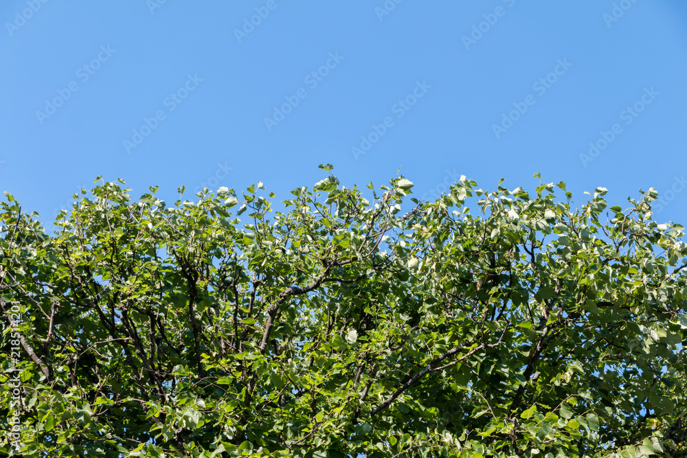 Green tree against the blue sky Green tree against the blue sky