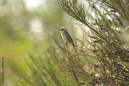 wunderschöner Neuntöter im Augsburger Land