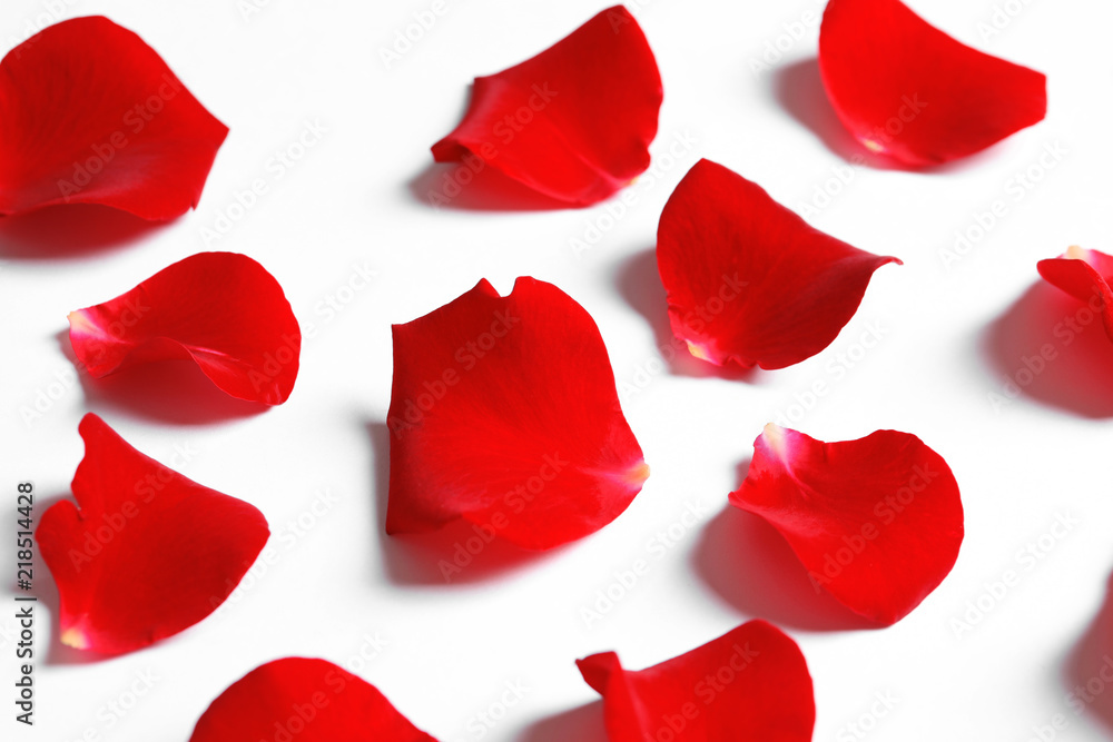 Beautiful red rose petals on white background