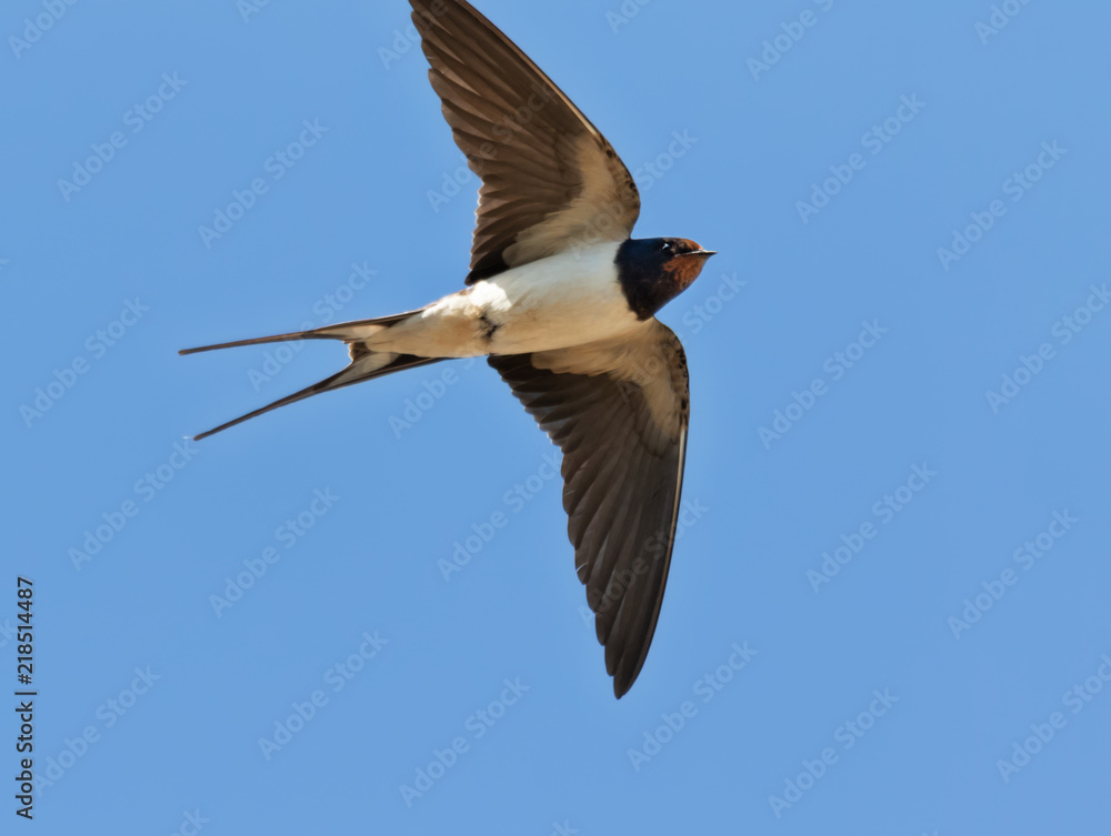Obraz premium Barn swallow in mid air