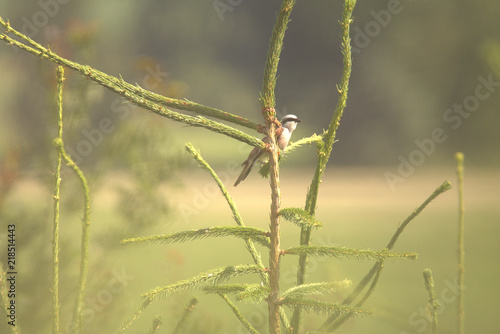 wunderschöner Neuntöter im Augsburger Land